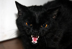 Angry Black Cat on Flickr (troloo)